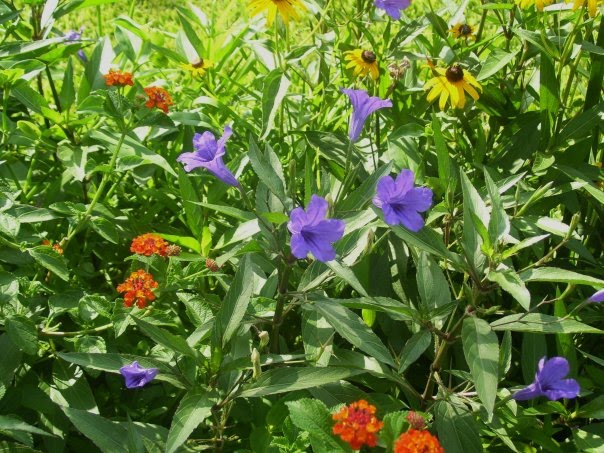 [sandy's+garden.jpg]