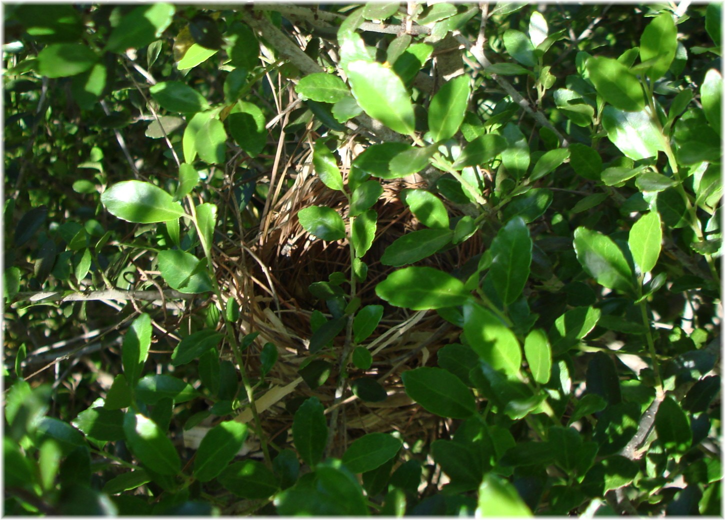 [cardinal+nest+011.jpg]
