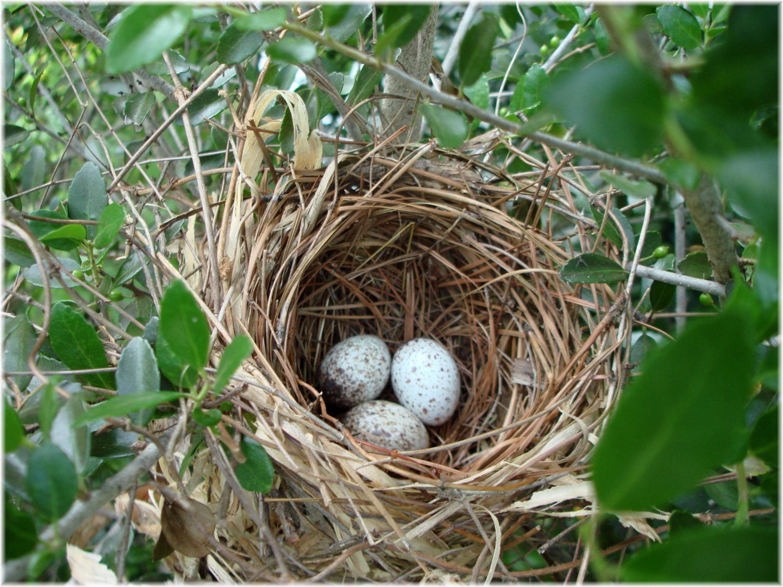 [cardinal+nest+003.jpg]