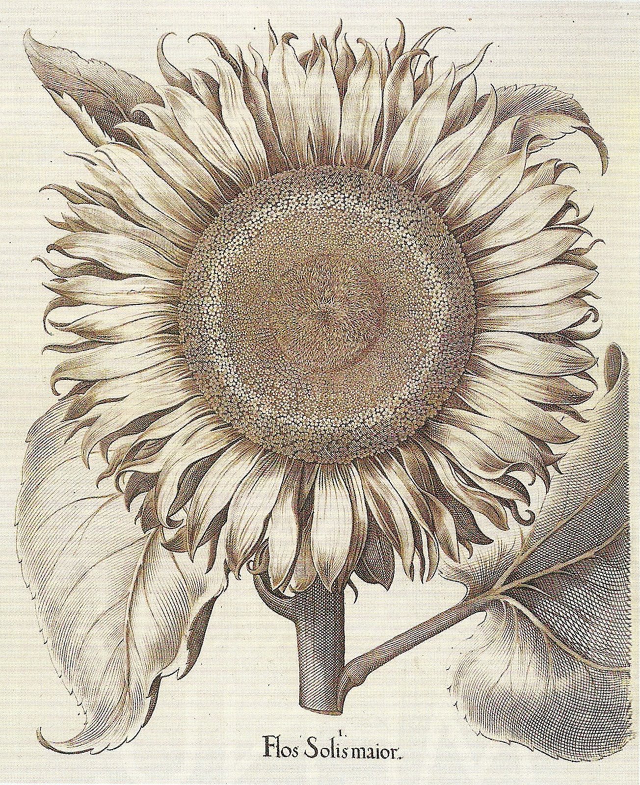 [sunflowerbotanical.jpg]