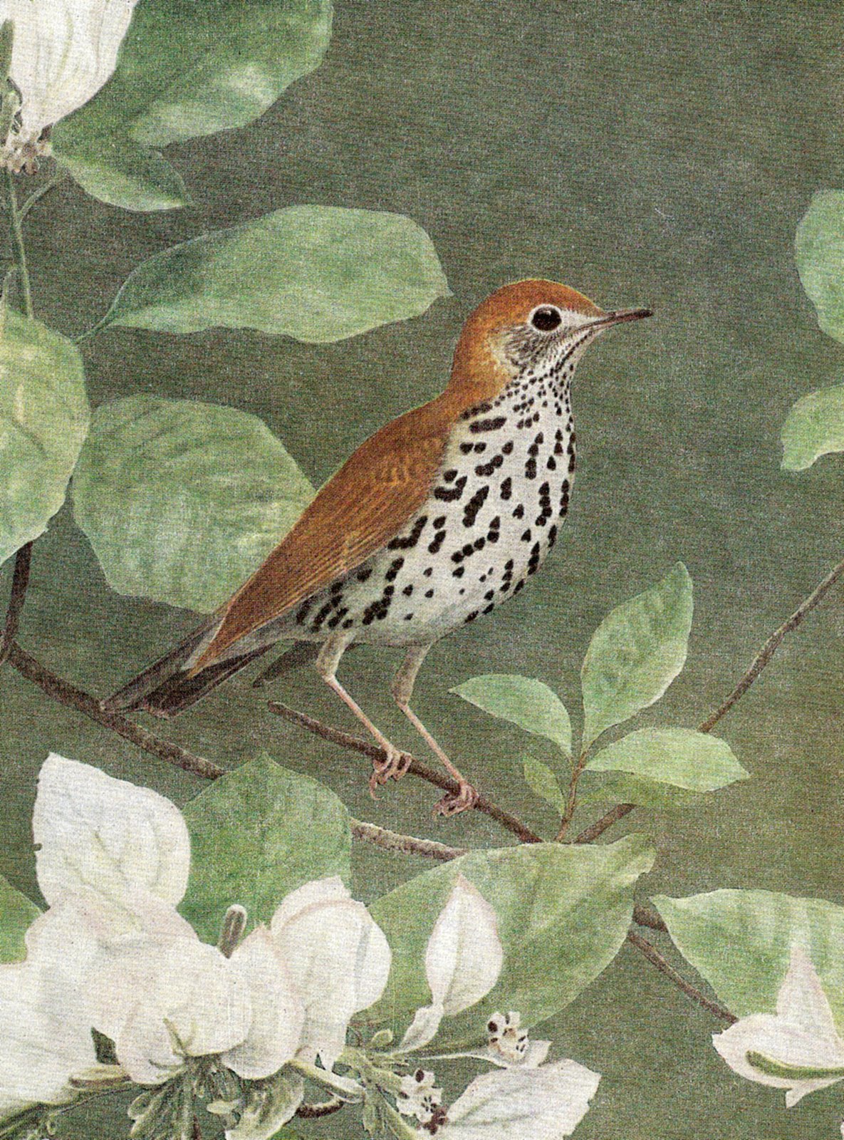 [ScannedImage-29rev.jpg]