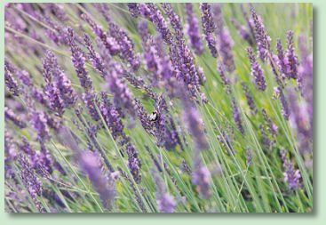 [lavender%20photo.jpg]