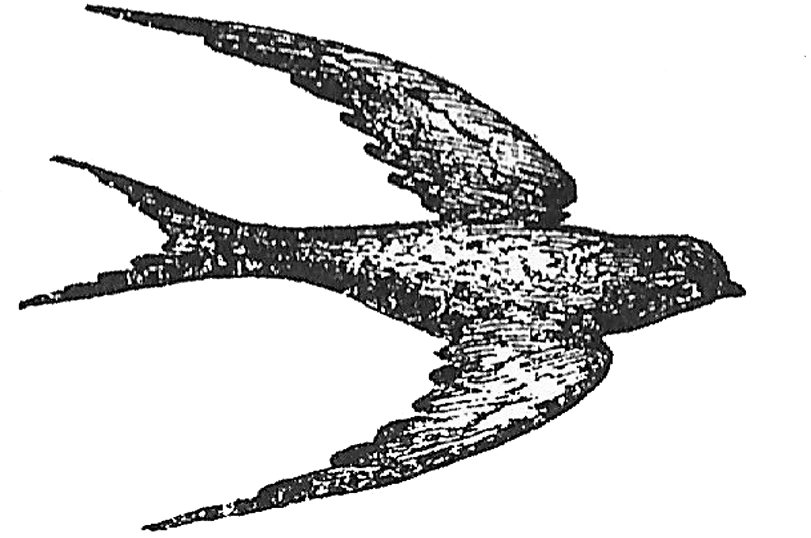 [Bird+with+clear+bkgrnd+copy.png]