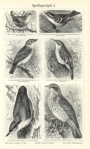 [0527801k6-Sperlingsvogel1.jpg]