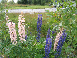 Flore de fjord.