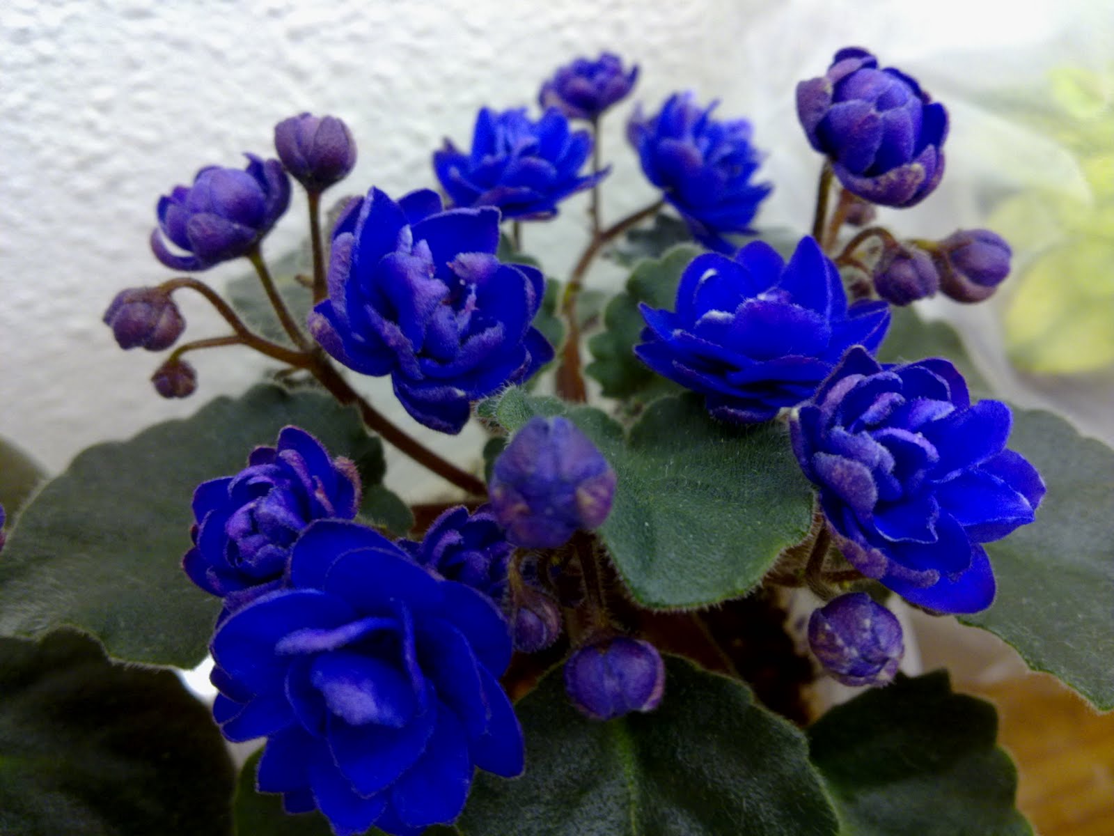 Голубая Фиалка Названия И Фото – Telegraph