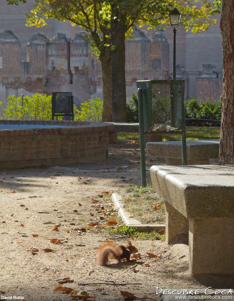 Sciurus vulgaris (ardilla roja)