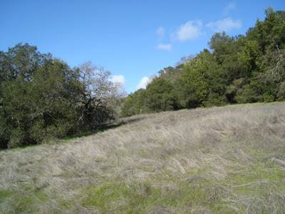 hillside in early spring
