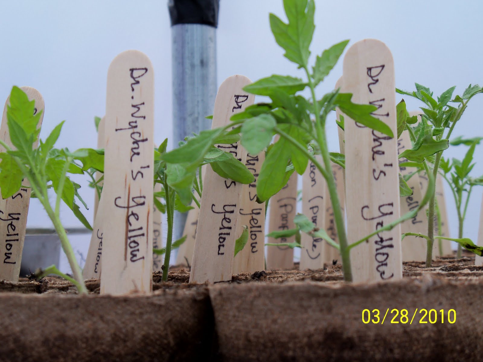 Heirloom Tomato Plants FOR SALE!