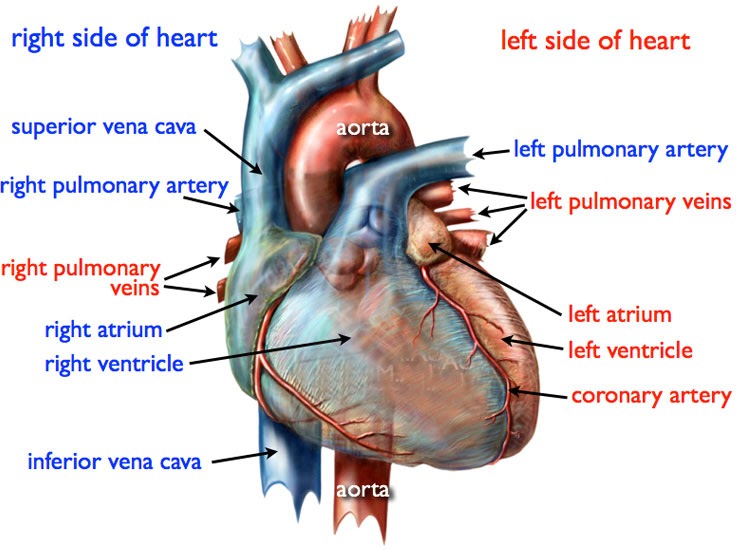 Blood Vessels Labeled Heart : Heart Definition, Heart Overview and