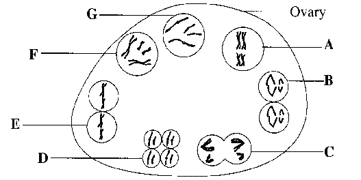 Lady Gaga Ombro: pig digestive system diagram labeled