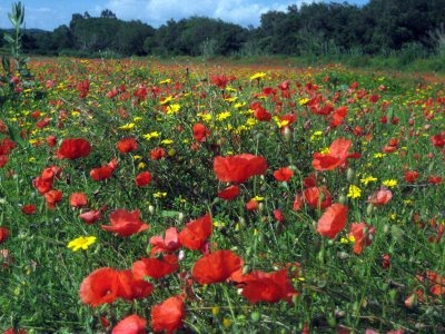 cadalso vive: La Amapola...