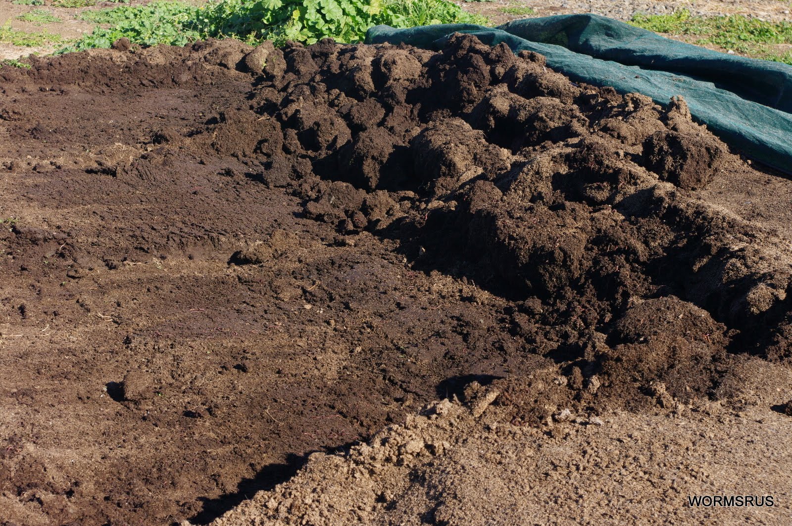 WORMSRUS WORM CASTING HARVEST April 2010