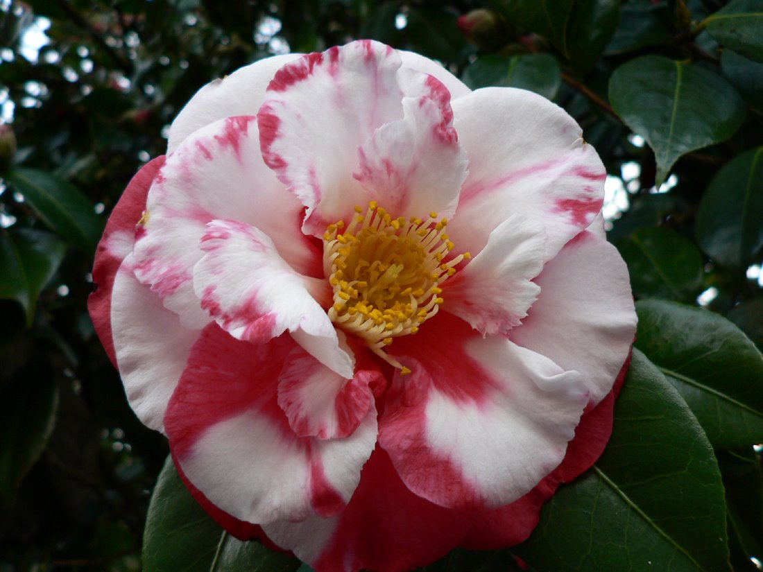 [bCamelia+japonicaP1090062.JPG]