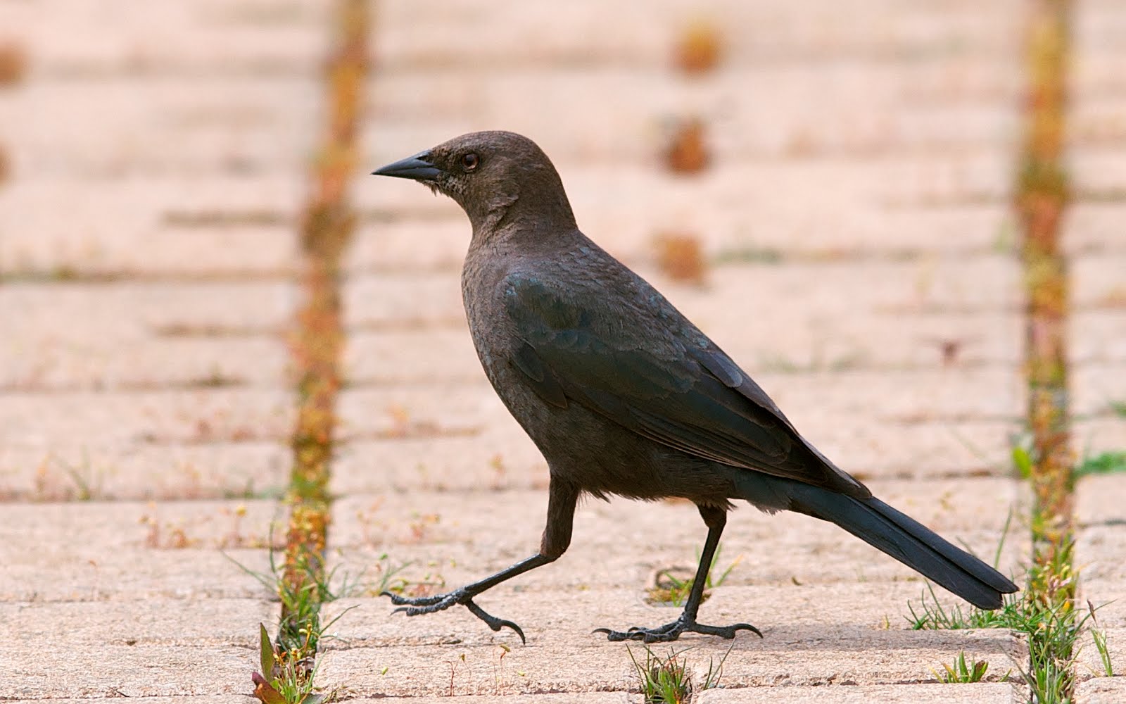 Nw bird blog brownheaded cowbird Nw bird blog brownheaded cowbird