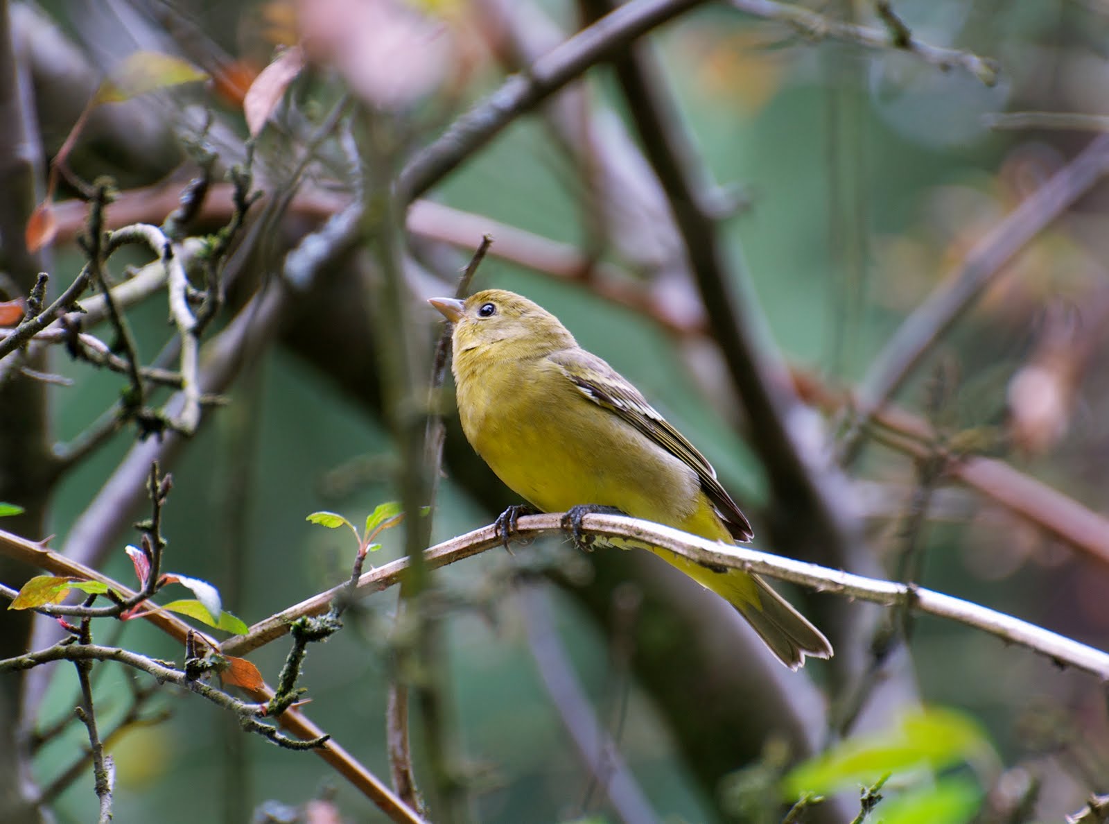 NW Bird Blog Western Tanager Female
