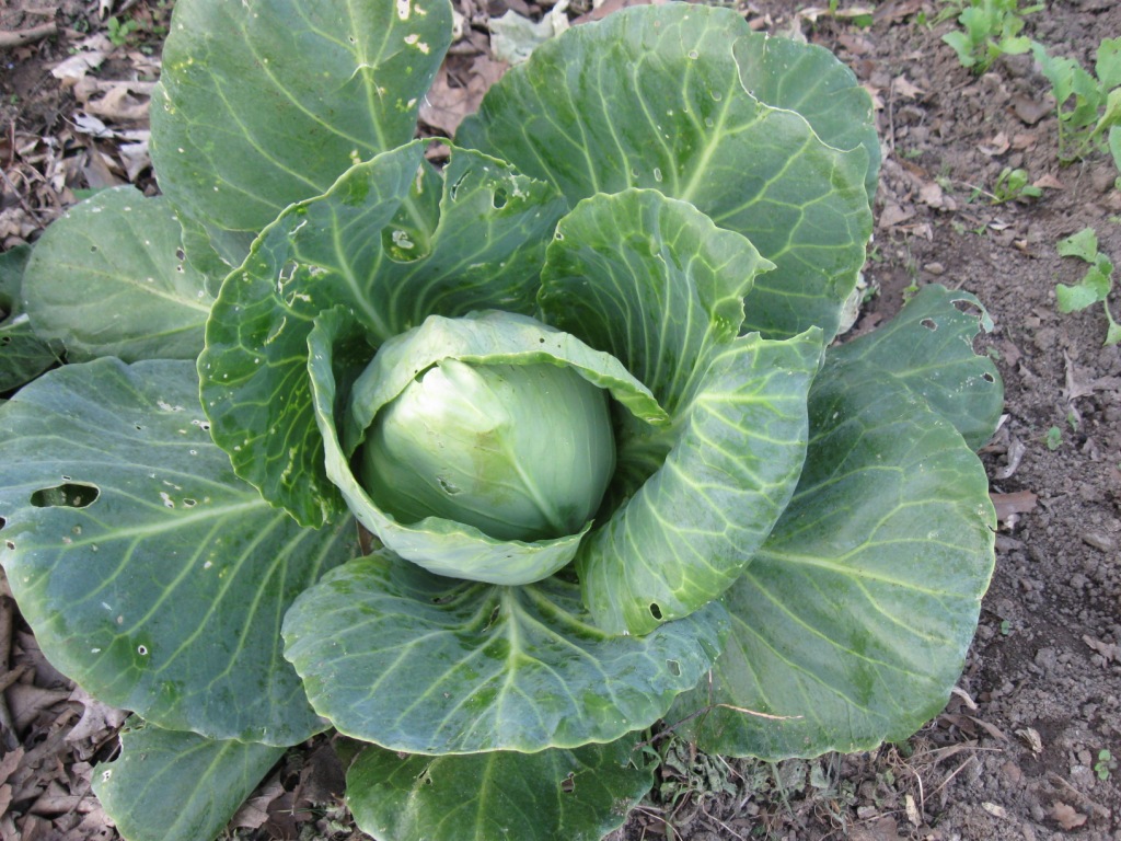 [19+cabbage.JPG]