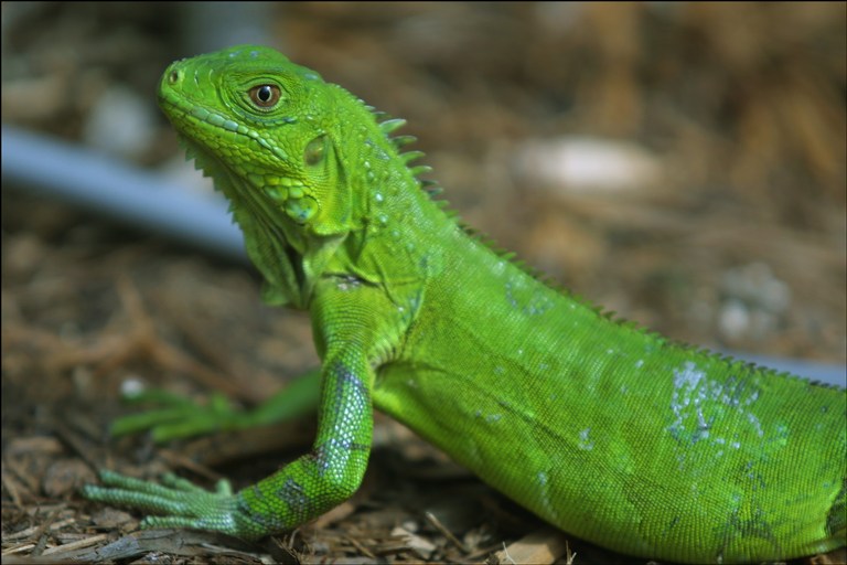 ¿Cómo cuidar a tu mascota? LAS IGUANAS ¿Cómo cuidar a tu mascota? LAS IGUANAS