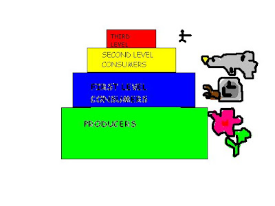 Immanuel College Year 9 Science Discovering Ecosystems: September 2007