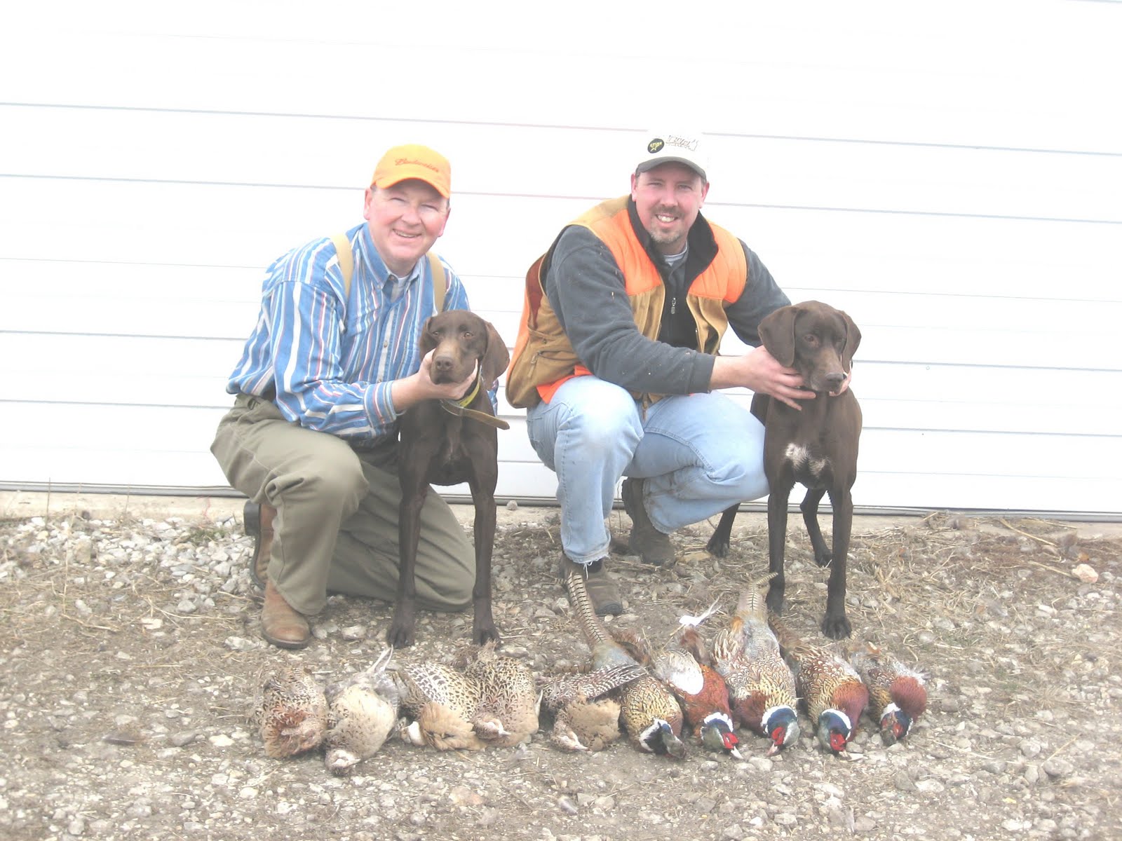 Kurzhaar Kennels German Shorthaired Pointer Puppies
