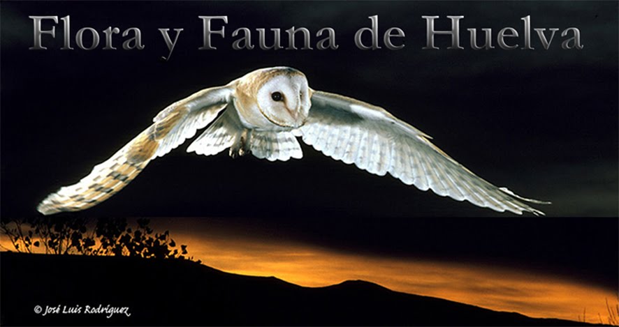 FLORA AND FAUNA OF HUELVA. ANDALUSIA