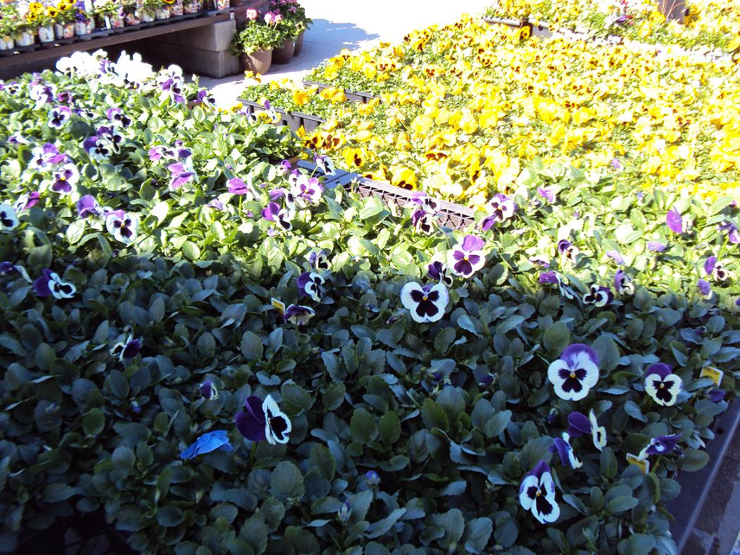 Sound of the Goings in Top of the Mulberry Trees Lowes Flowers