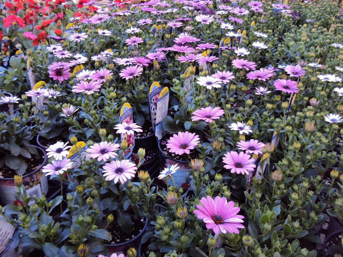 Sound of the Goings in Top of the Mulberry Trees Lowes Flowers