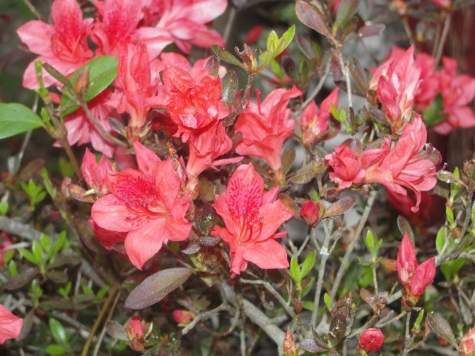 The Old House in Texas More of my sister's flowers...