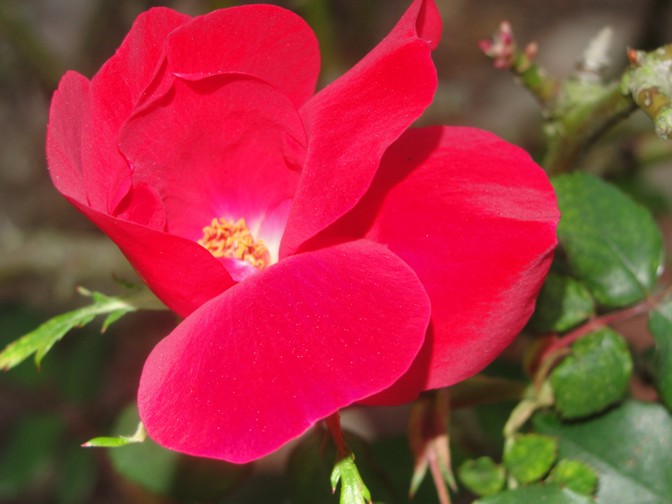 The Old House in Texas More of my sister's flowers...