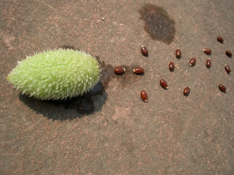 [karga_duvelegi.jpg]