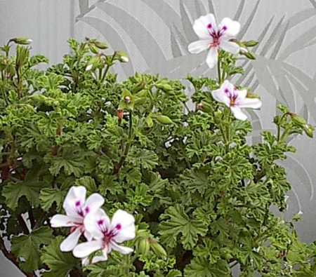 [sandalwood42606.jpg]