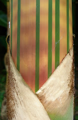 Bambusa vulgaris Vitatta