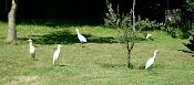 Backyard Egrets