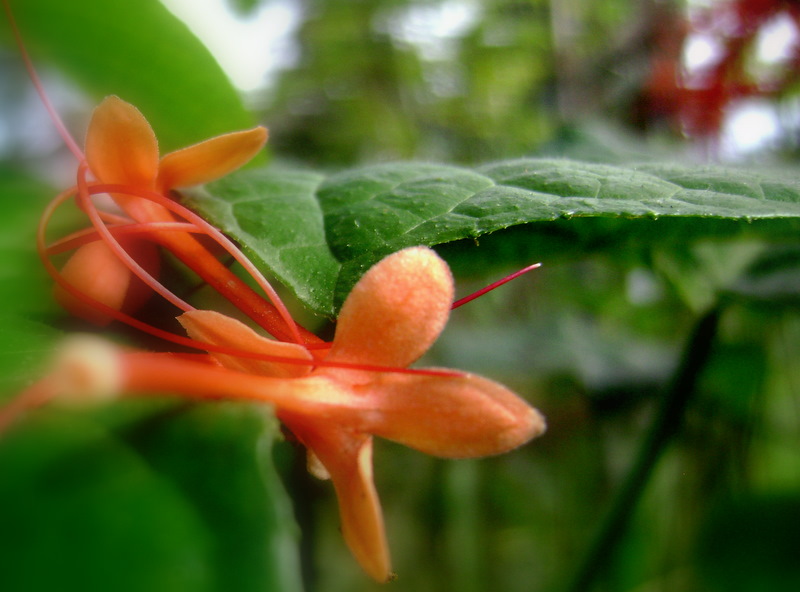 Kilauea Poetry Tangerine Sky