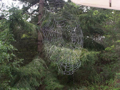 Rainy Spiderweb