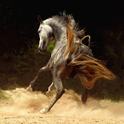 خيل