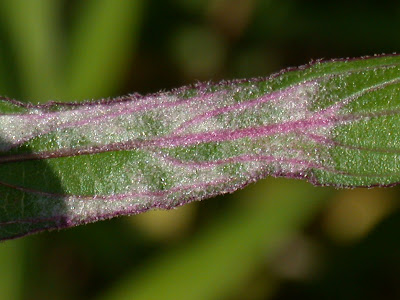 bugs shrubs petunia mexican doug collier ufl ifas edu