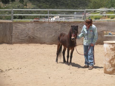 Chewbacca, "Chewy"-ADOPTED!