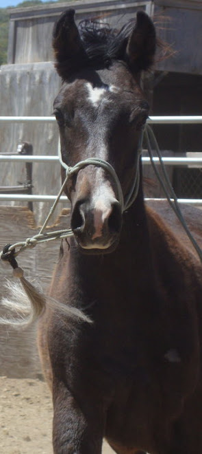 Saxon, a yearling colt