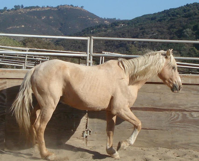 Pooh Bear, 1 week after rescue