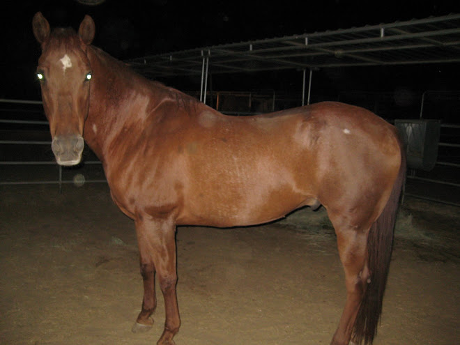 Quarterhorse Gelding