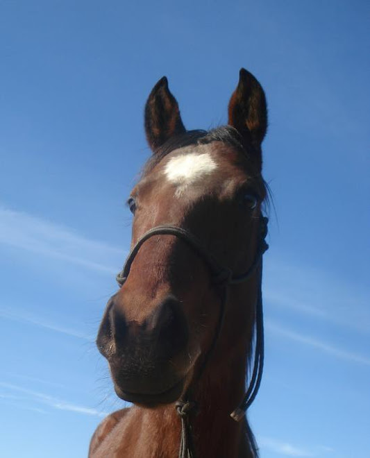 Jody the thoroughbred mare