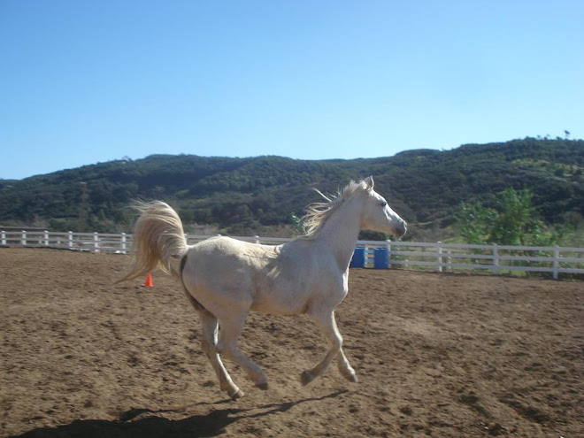 Casper, recently gelded 27 yr old arab is up for adoption!