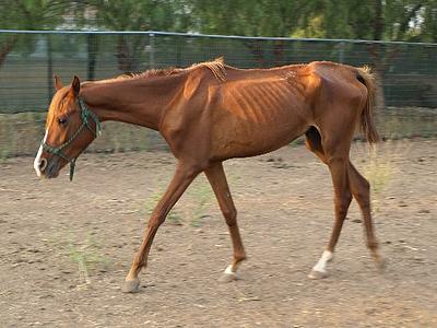 One of the seized horses saved last June