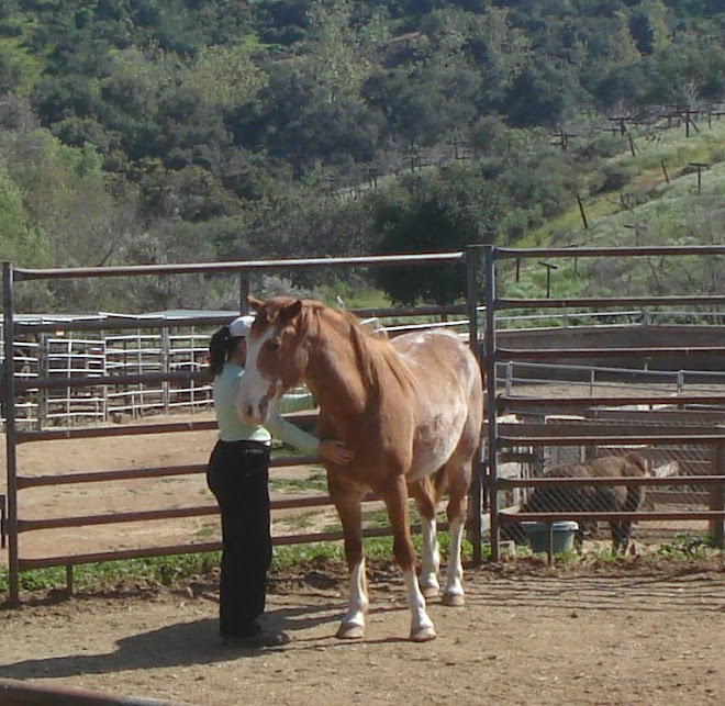 A workshop participant working with Shasta