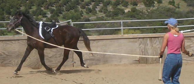 Baron starting work under saddle with his sponsor Debbie