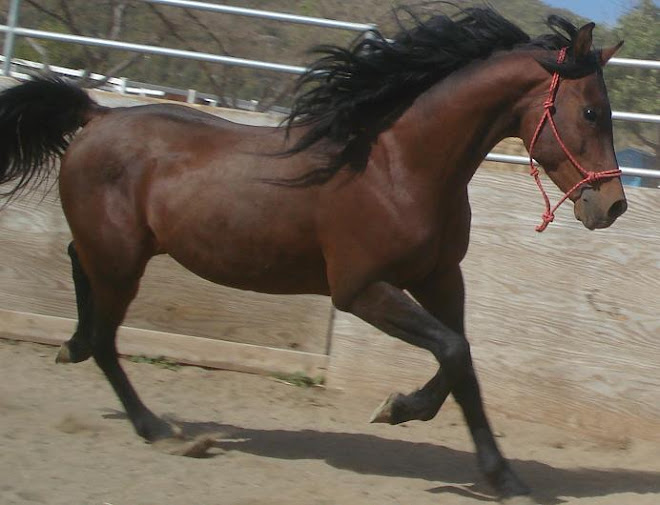 Kingston the arabian stallion