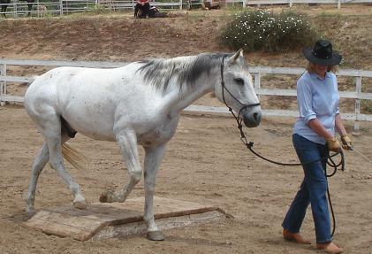 Peg walks Cloud over the bridge in Horsemanship Class