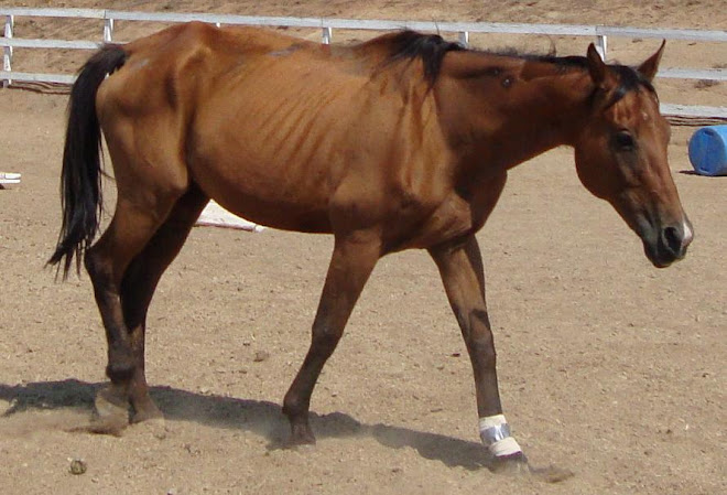 Emaciated mare, doing better