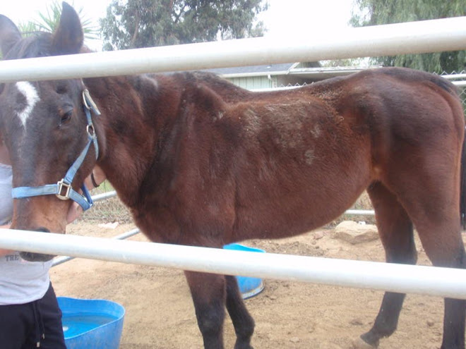 Prancer, Christmas Eve Rescued Thoroughbred